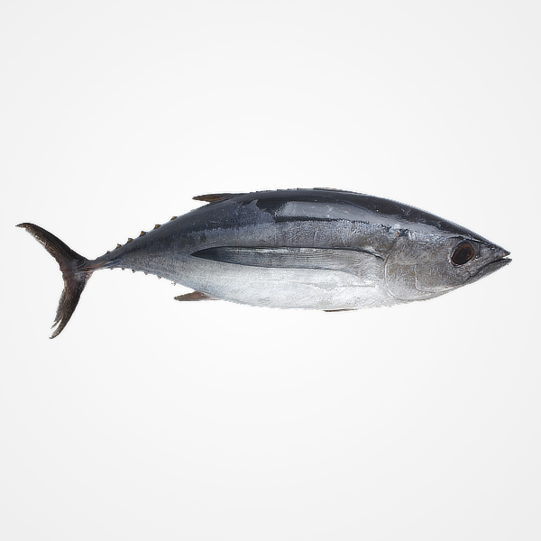 Granblau, Barcelona: BONITO DEL NORTE 8/10 KG Granblau, Barcelona: BONITO DEL NORTE 8/10 KG