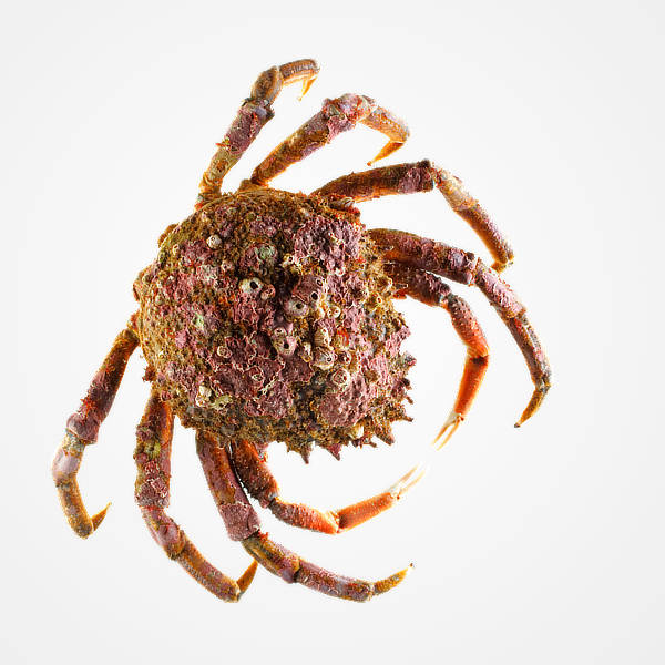 Granblau, Barcelona: CENTOLLA 0,5/1 KG