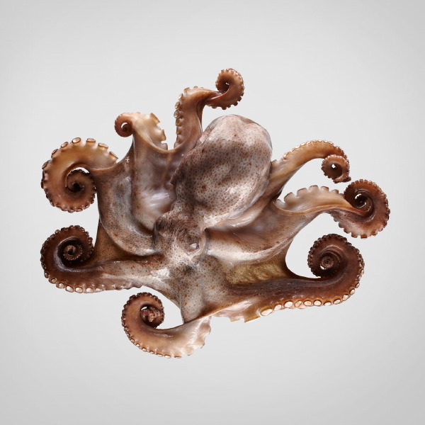Granblau, Barcelona: PULPO DE ROCA 0,8/2 KG Granblau, Barcelona: PULPO DE ROCA 0,8/2 KG