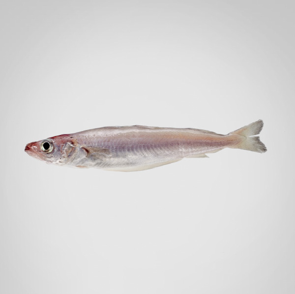 Granblau, Barcelona: MAIRA 0.2/0.3 Kg.