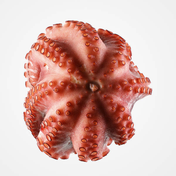 Granblau, Barcelona: PULPO COCIDO FRESCO ENTERO 1,8 KG Granblau, Barcelona: PULPO COCIDO FRESCO ENTERO 1,8 KG